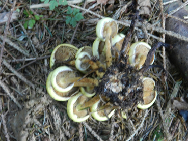 ritrovamenti 11 ottobre